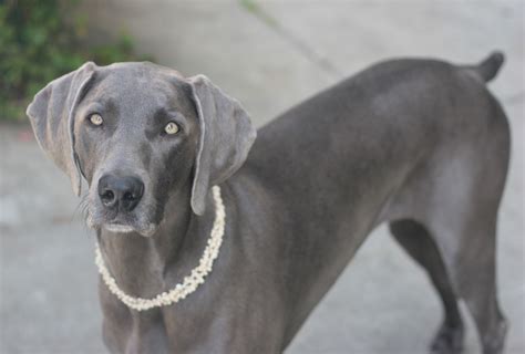 whiner reimer dog